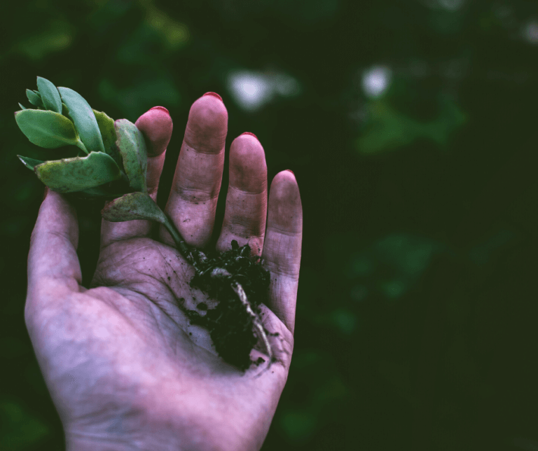 Plant blindness (ślepota roślin)