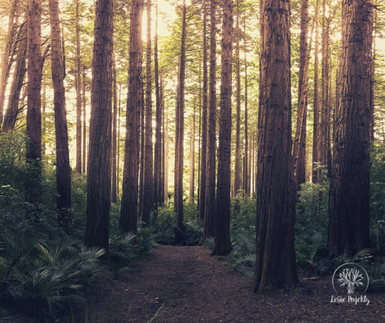 shinrin-yoku forest