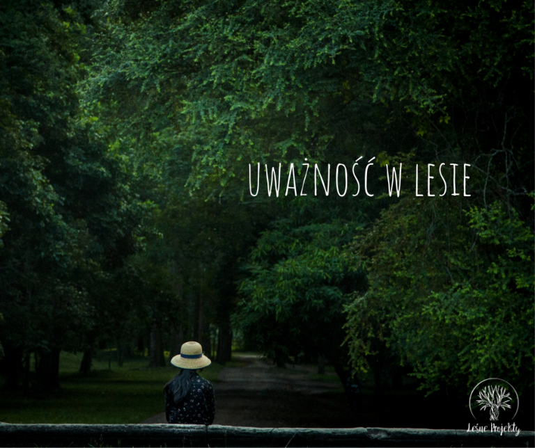 Uważność w lesie