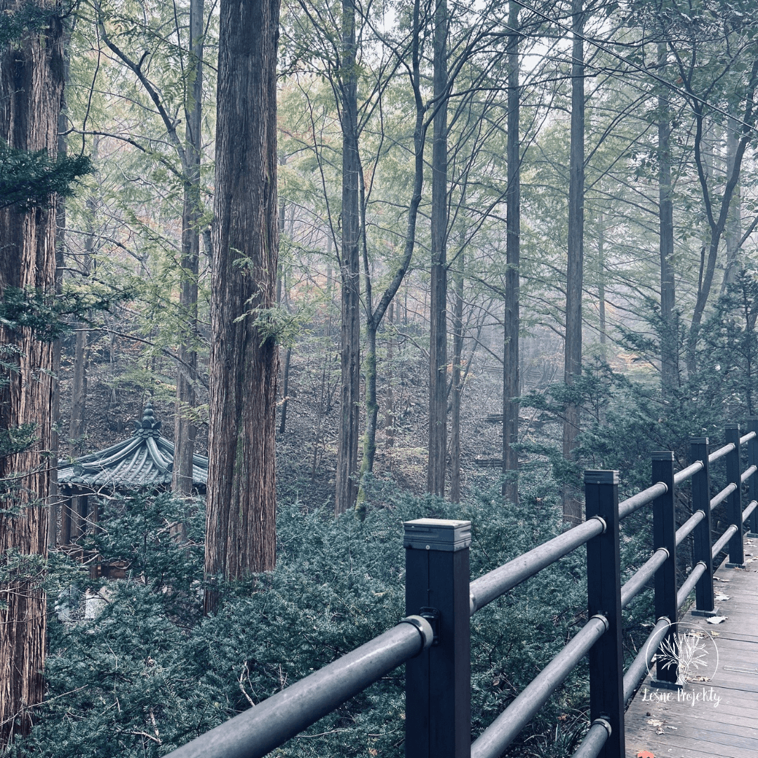 Terapia leśna po koreańsku
