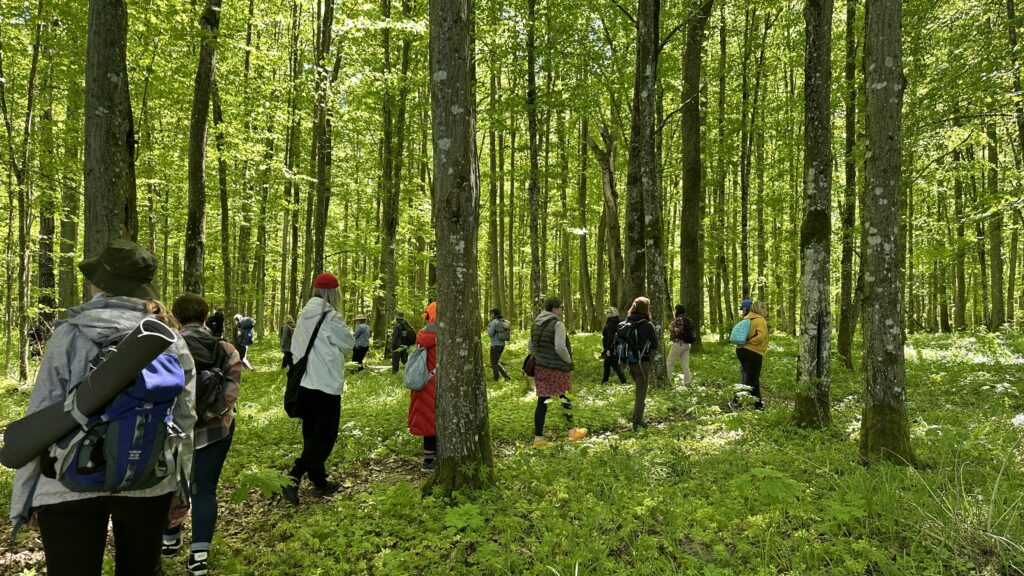 blog - fundacja Leśne Projekty