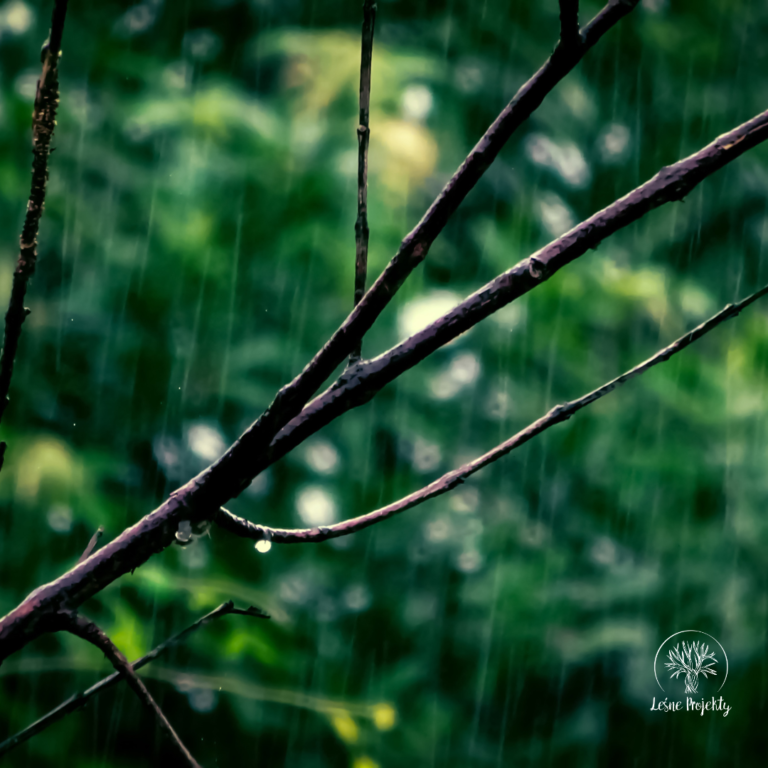 Natura hazardzisty