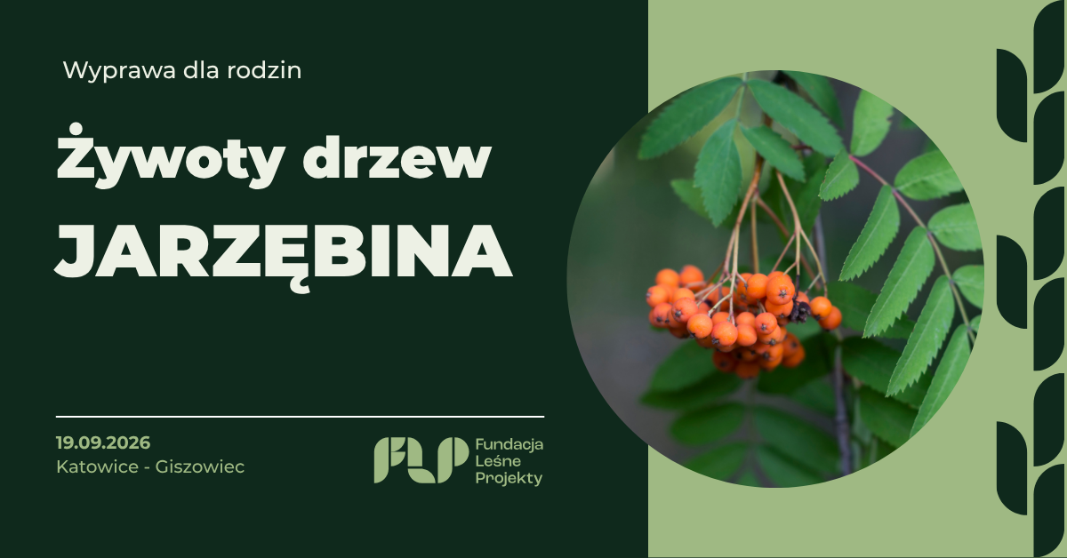 Leśne warsztaty Katowice